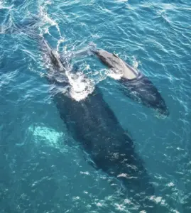 Avistamiento de Delfines