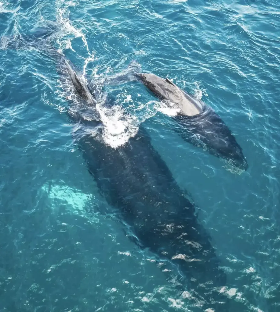 Avistamiento de Delfines