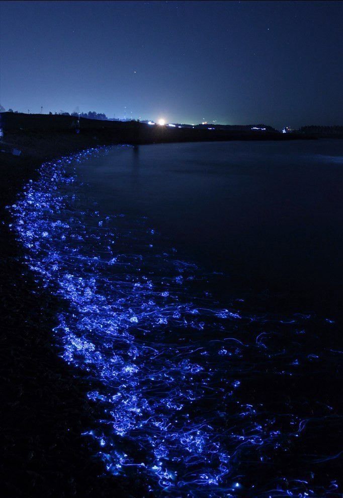 Tour de Bioluminescence