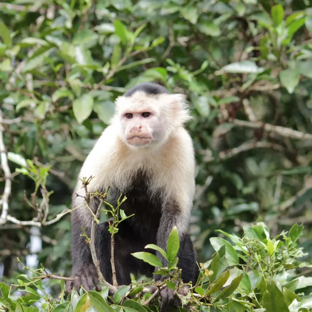 Monkey Island