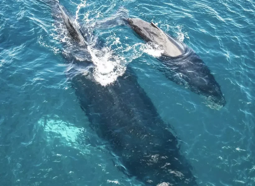 Avistamiento de Delfines