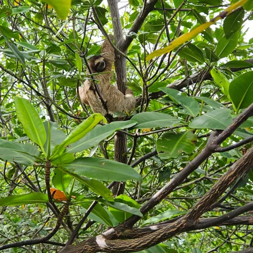 Isla de Osos Perezosos - 5