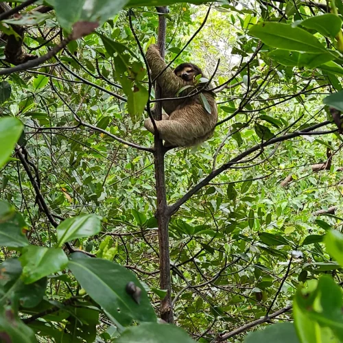 Isla de Osos Perezosos - 6