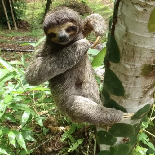 Isla de Osos Perezosos - 8