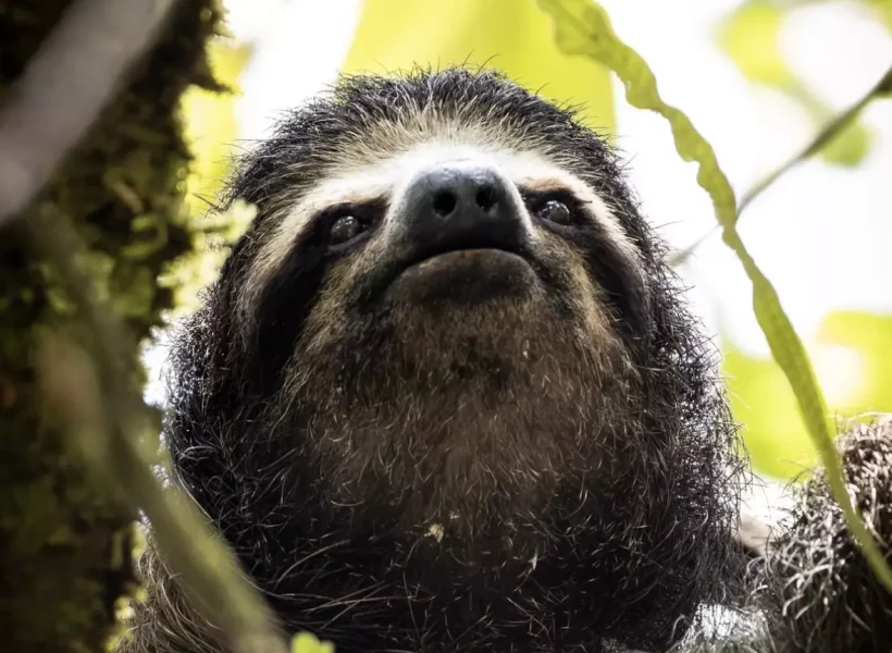 Isla de Osos Perezosos