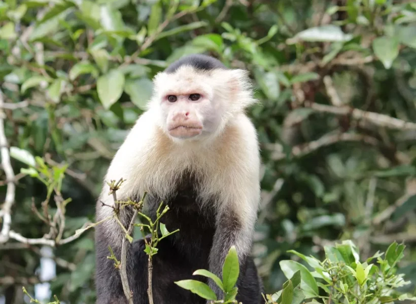 Monkey Island