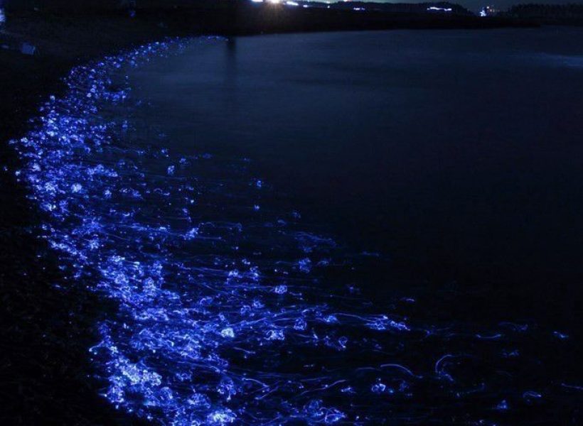 Tour de Bioluminescence
